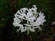 Nerine Alba